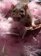 sophielynette.com Rezzie