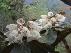 hazukijp.huu.cc Rgrande