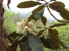 hazukijp.huu.cc Rgrande