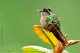 cayaya-birding.com Rhami