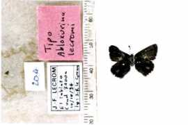 butterfliesofamerica.com Rhamma