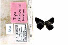 butterfliesofamerica.com Rhamma