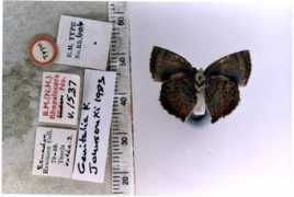 butterfliesofamerica.com Rhamma