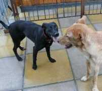 irishretrieverrescue.com Rhani