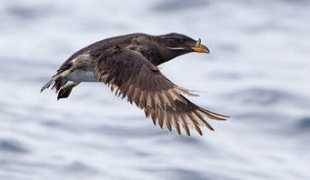 birdphotography.com Rhau