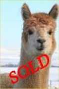 windyridgealpacas.com Rhayna