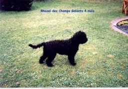 barbet.free.fr Rhazel