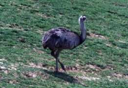 Rheas