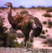Rheas