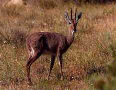 Rhebok