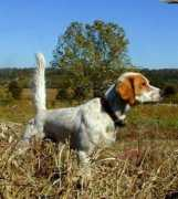 llewellinsetter.net Rhette