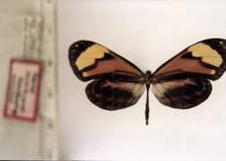 butterfliesofamerica.com Rhezia