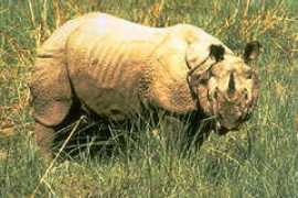 Rhini