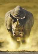 Rhinos