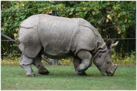 Rhinos