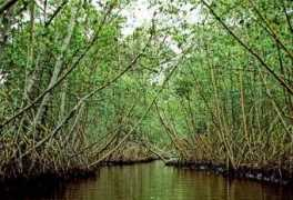 Rhizo