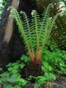 Rhizome