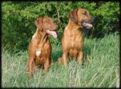 heshima-ya-kimba.com Rhodana