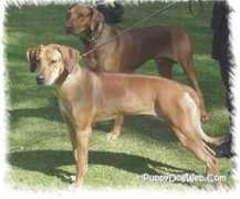 2000dogs.com Rhodesian
