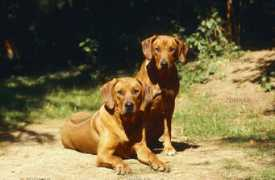 zoonar.com Rhodesian