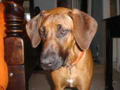 hspca.convio.net Rhodesian