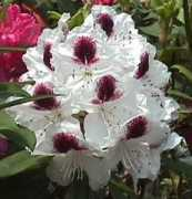 Rhodo