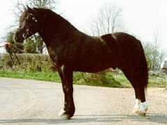 welshcobs.info Rhuban