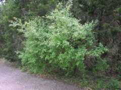 Rhus