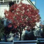 Rhus