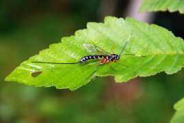 bugguide.net Rhyssa