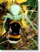 arthropods.de Riangel