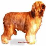 mascotamigos.com.ar Riard