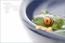 Ribbit