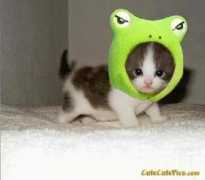 Ribbit