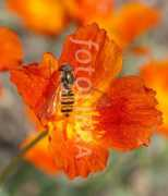 fotolibra.com Ribesh