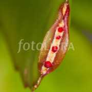 fotolibra.com Ribesh