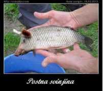 mojvideo.com Ribica