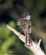 alfredo.colon.oiseaux.net Rican