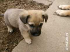 animalutul.ro Riceard