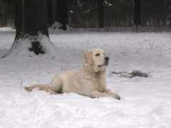 goldenretrievers.narod.ru Richana