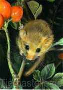 tierpastelle.de Richardz