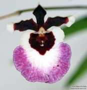 rv-orchidworks.com Richella