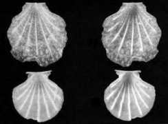 scallop.nl Richeri
