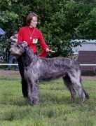 irishwolfhound.ru Richik