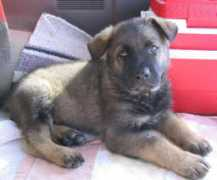 Richo
