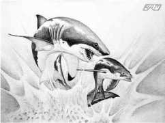 elasmo-research.org Rickmartin