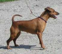 minpin.dk Rickya