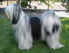 tibetterrierservos.de Ricolino
