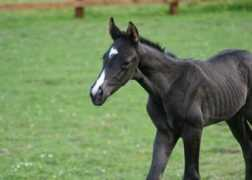 majesticgaits.com Ricoss