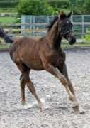 majesticgaits.com Ricoss